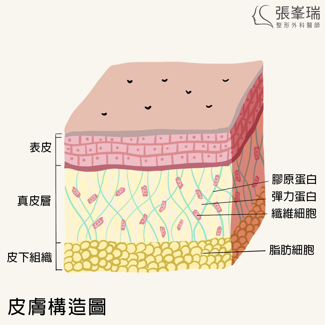 異體真皮粉